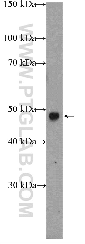 RIMKLB Polyclonal antibody