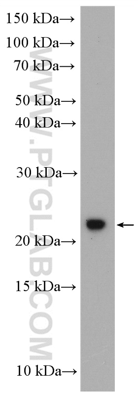 C1orf86 Polyclonal antibody