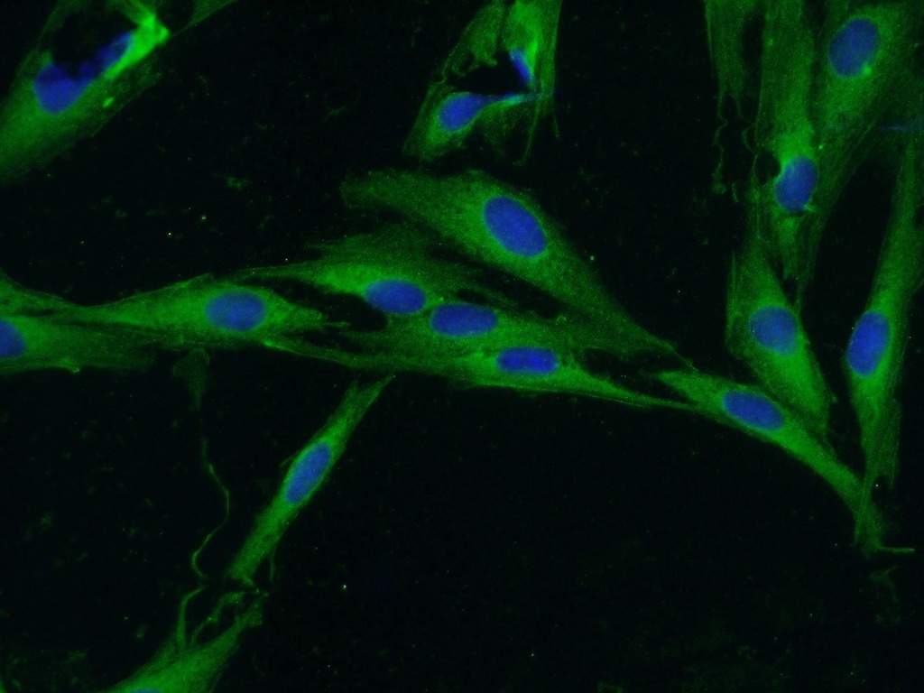 Unc119b Polyclonal antibody