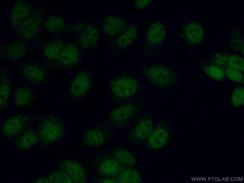 C11orf30 Polyclonal antibody