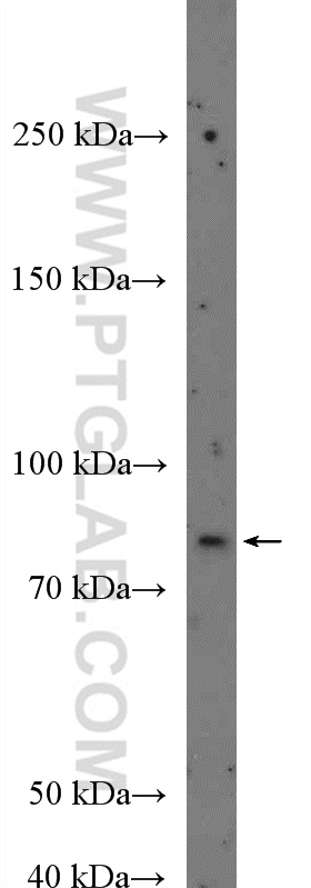 ZXDA Polyclonal antibody