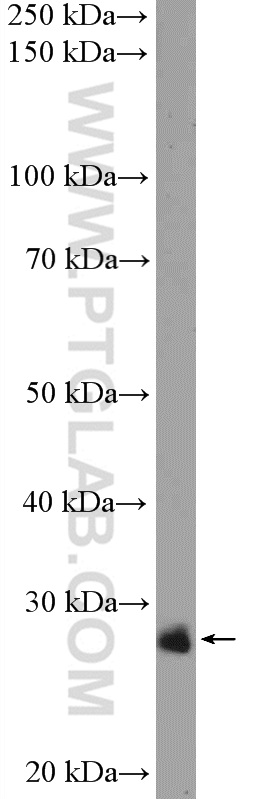 C1orf216 Polyclonal antibody