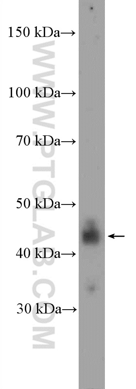 NFKBIL1 Polyclonal antibody
