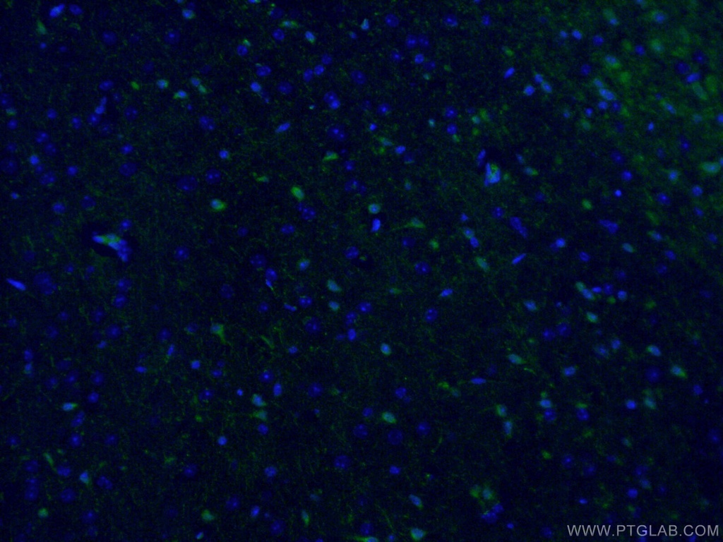 ATG9A Polyclonal antibody