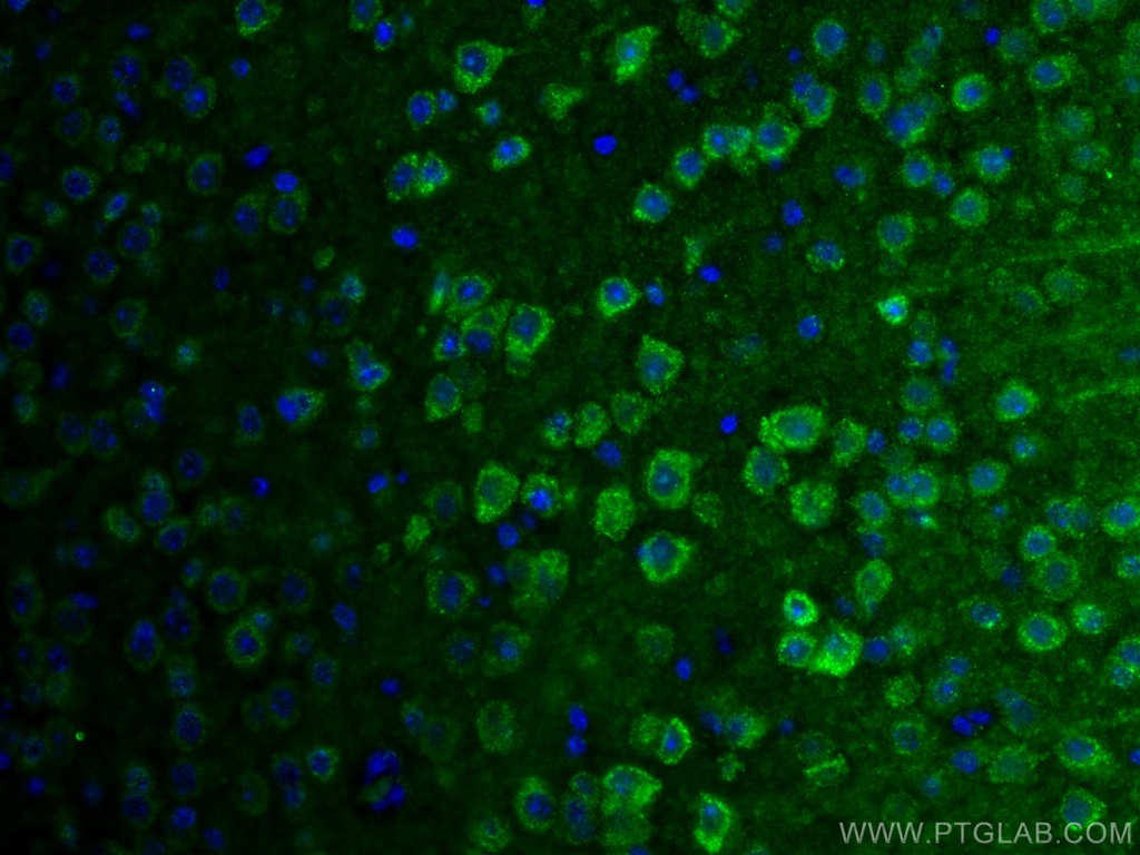 SLC25A47 Polyclonal antibody