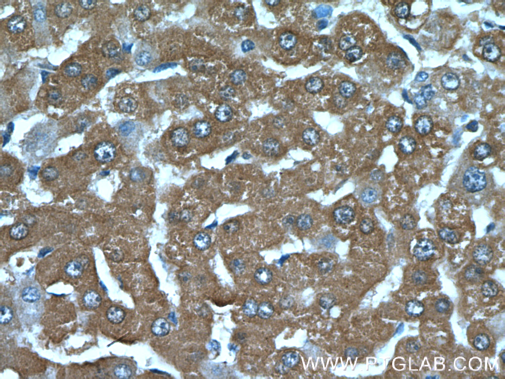 C19orf54 Polyclonal antibody