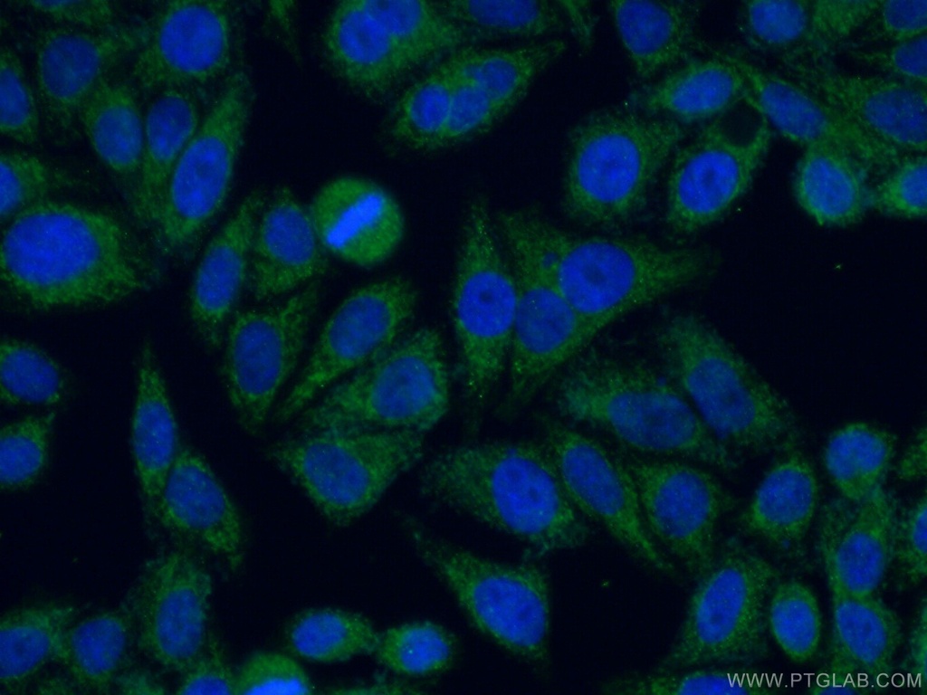C19orf21 Polyclonal antibody