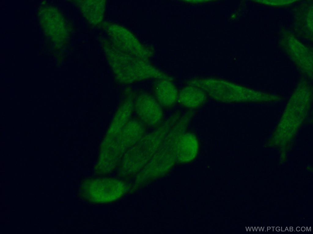 IQCD Polyclonal antibody