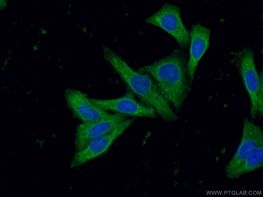 SUNC1 Polyclonal antibody