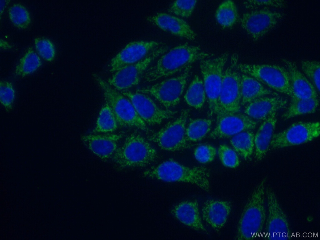 GLE1 Polyclonal antibody