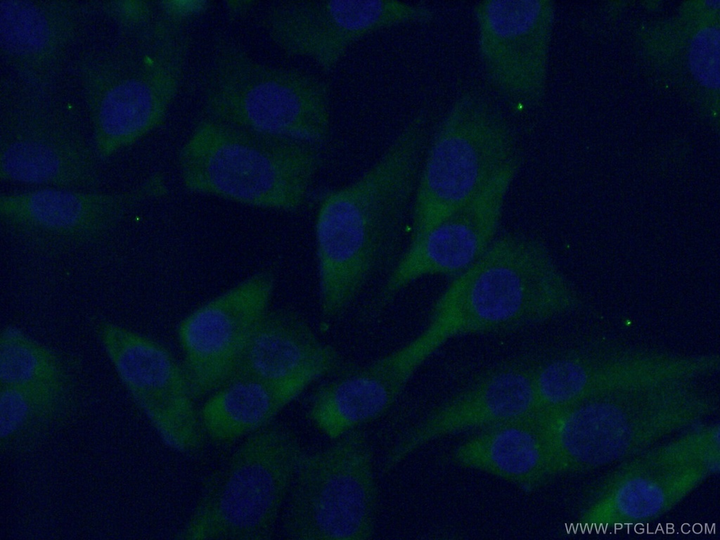 MC1R Polyclonal antibody