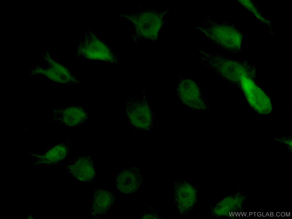 FAM131B Polyclonal antibody