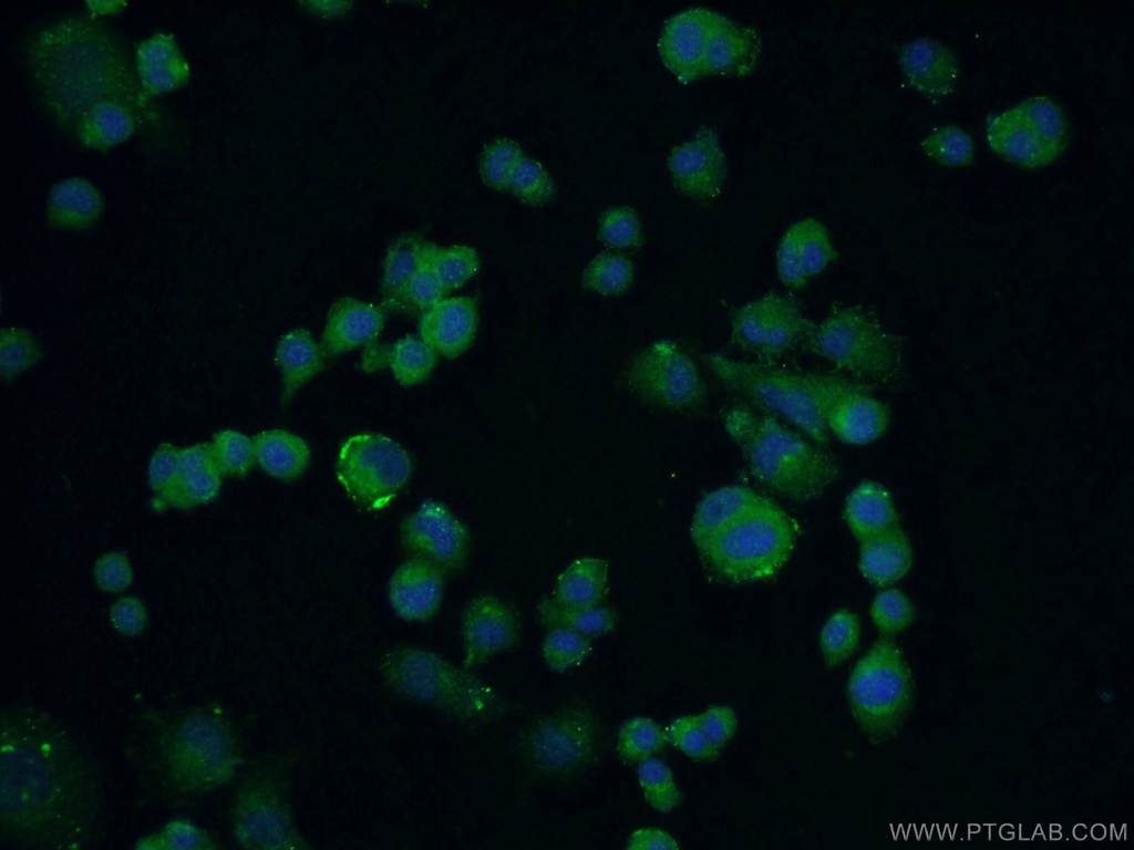 C13orf1 Polyclonal antibody