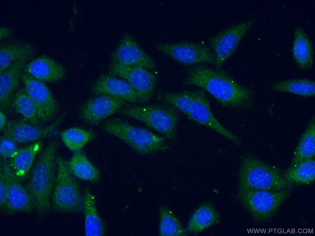 DEPDC7 Polyclonal antibody
