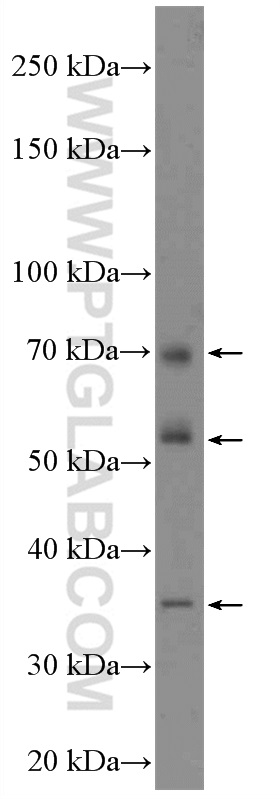 MUDENG Polyclonal antibody