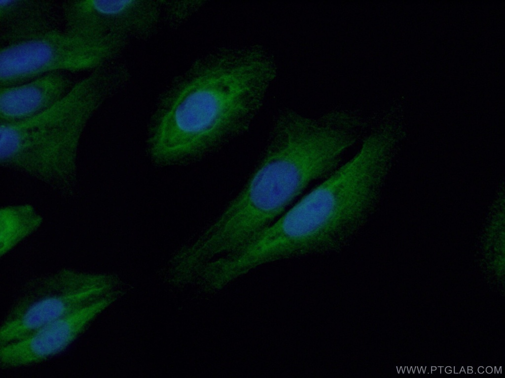 C22orf33 Polyclonal antibody