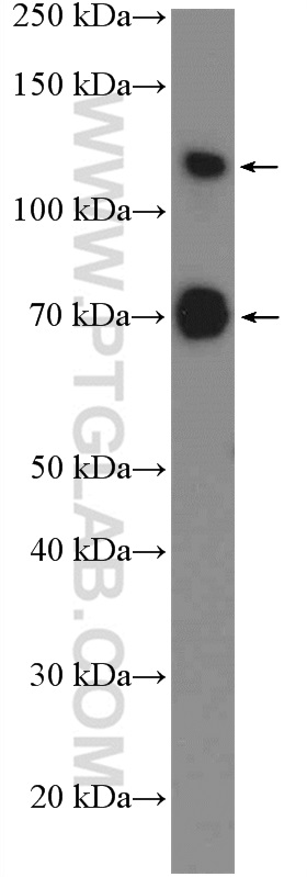 SP3 Polyclonal antibody