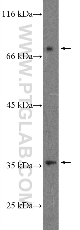EPB41L4A Polyclonal antibody