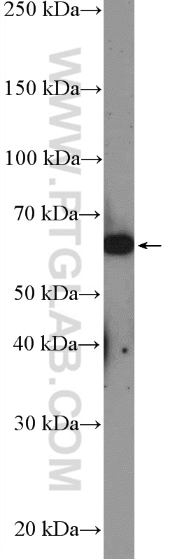 LOXL1 Polyclonal antibody