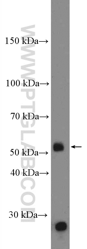 DUOXA1 Polyclonal antibody