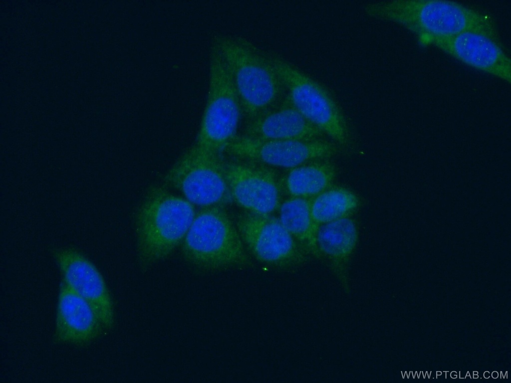 PEX13 Polyclonal antibody