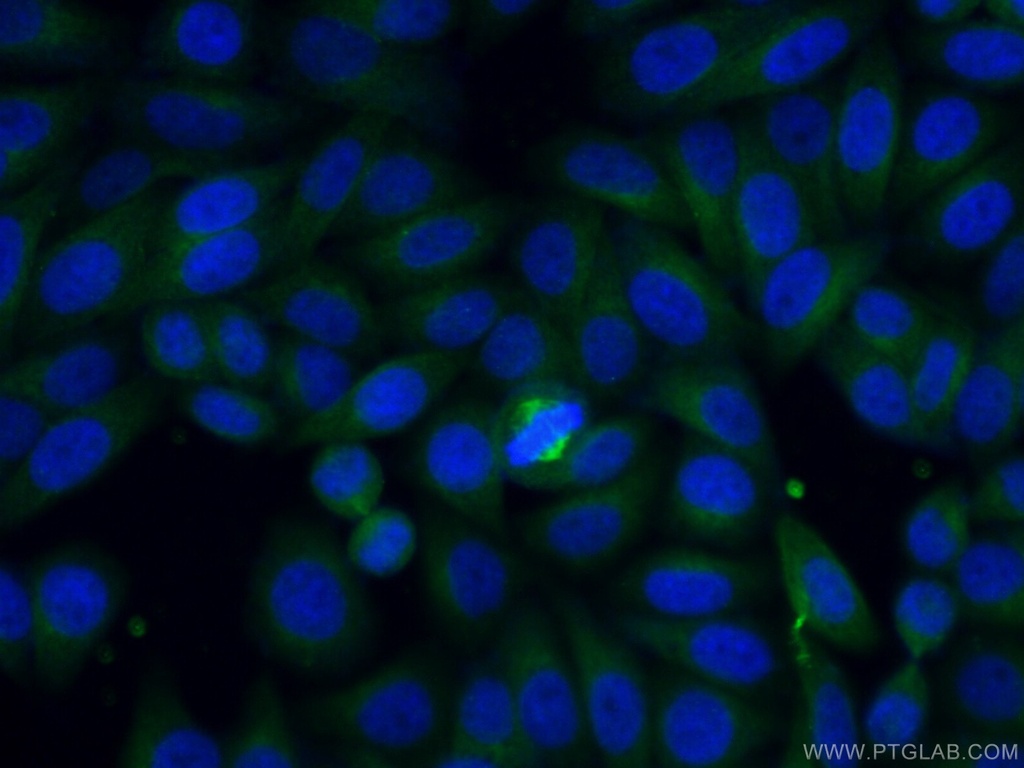 TRAF3IP2 Polyclonal antibody