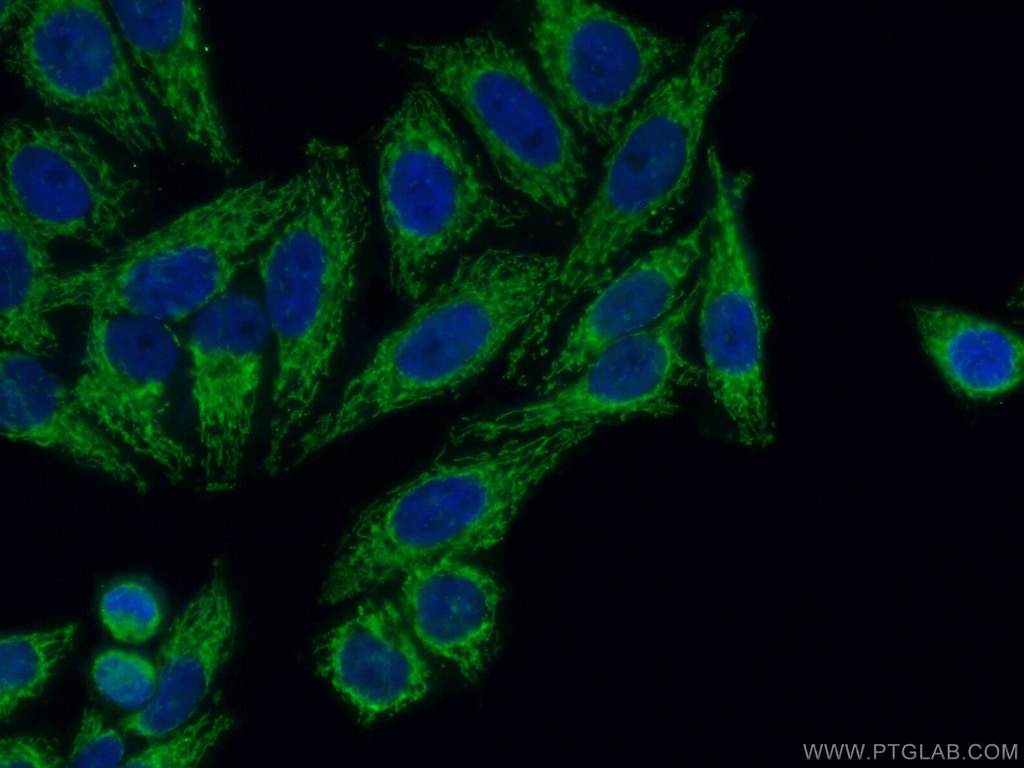 TUFM Polyclonal antibody