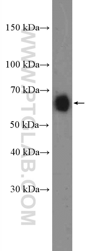 CD86 (C-terminal) Polyclonal antibody