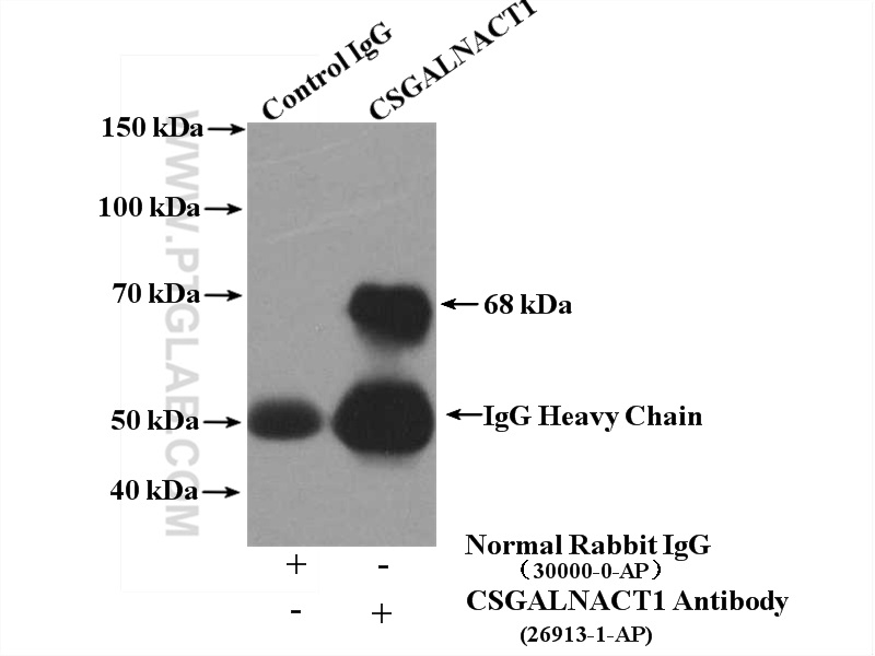 CSGALNACT1 Polyclonal antibody