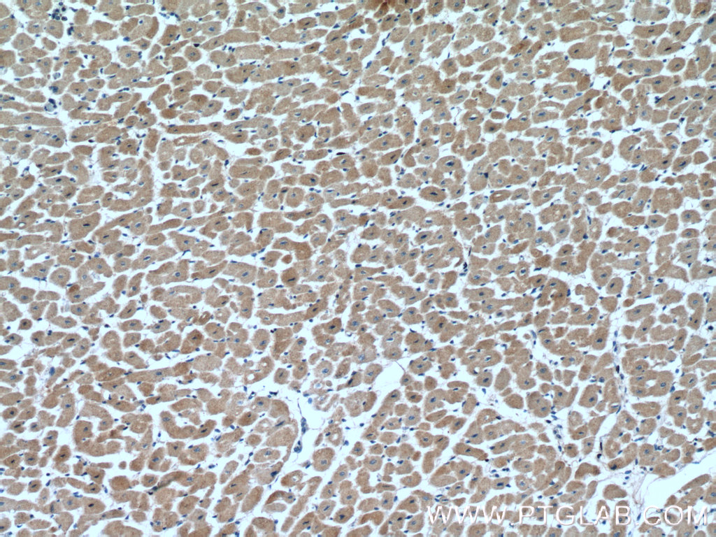 VEGFD Polyclonal antibody