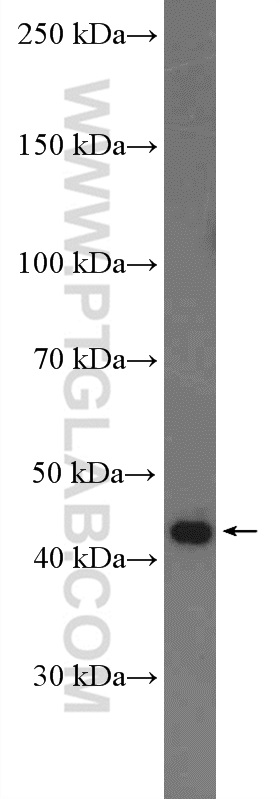 SH3GL1 Polyclonal antibody