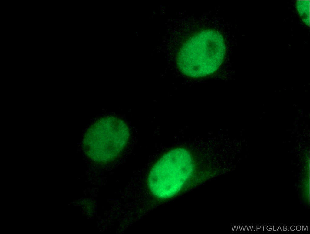 RAD21 Polyclonal antibody