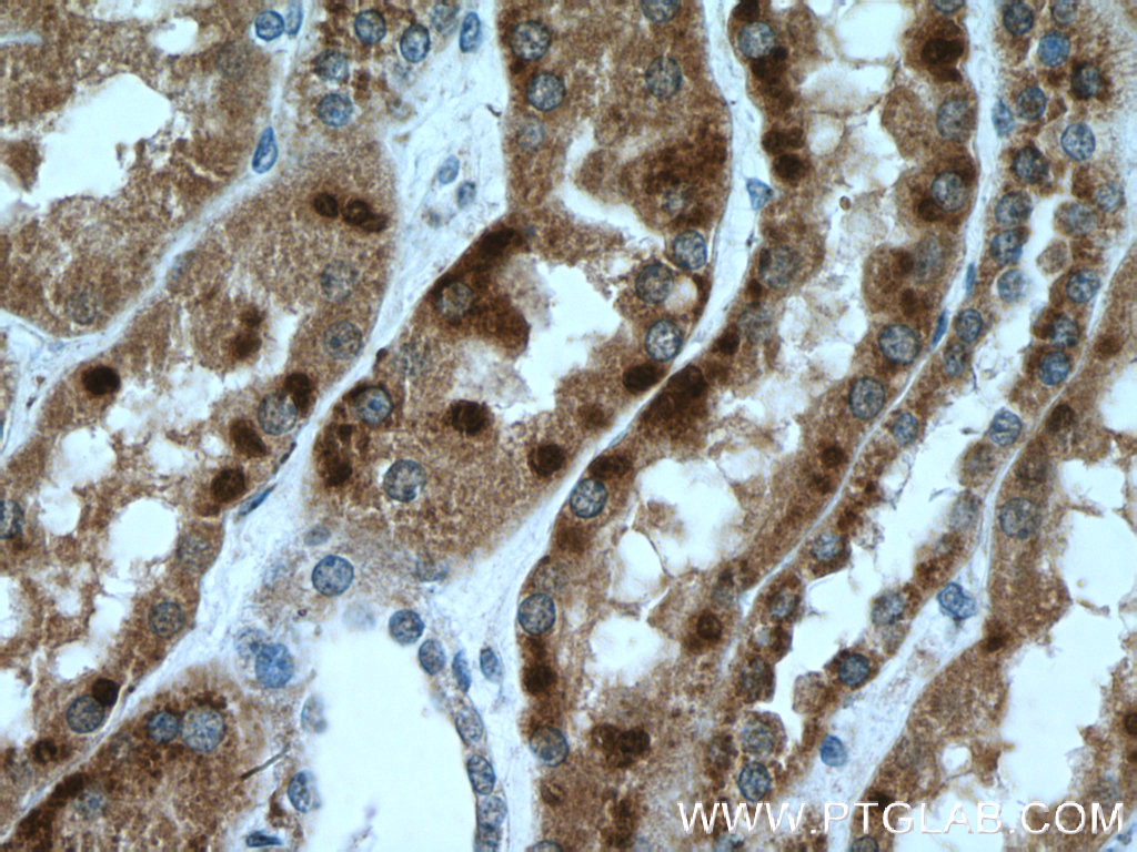 ISOC2 Polyclonal antibody