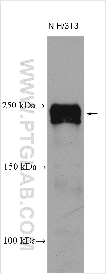 SCRIB Polyclonal antibody