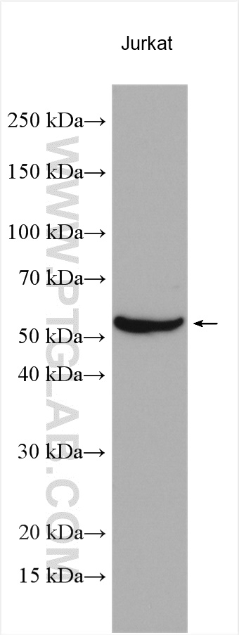RUNX3 Polyclonal antibody
