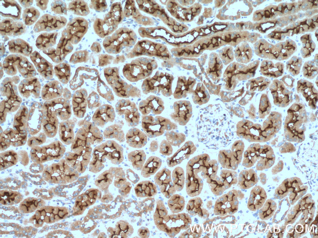 PCDH24 Polyclonal antibody