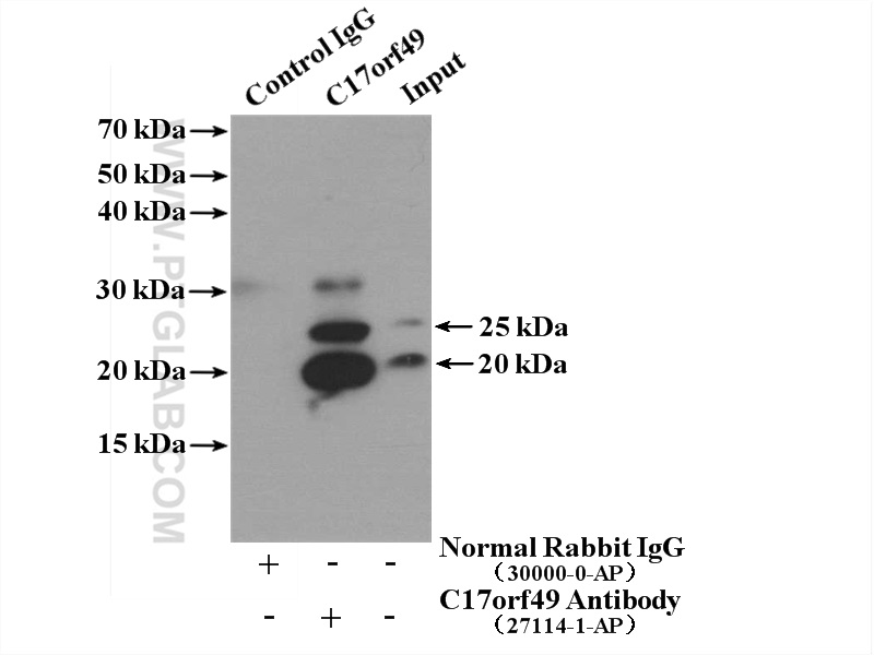 C17orf49 Polyclonal antibody