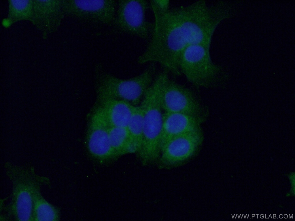 Caspase 7/p20 Polyclonal antibody