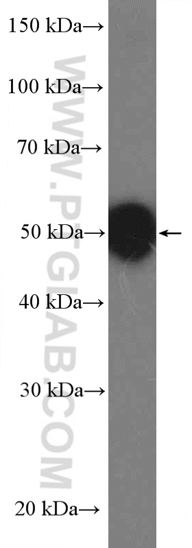 BAF53B Polyclonal antibody