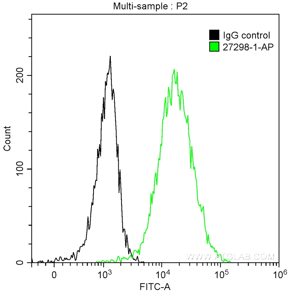 Calreticulin Polyclonal antibody