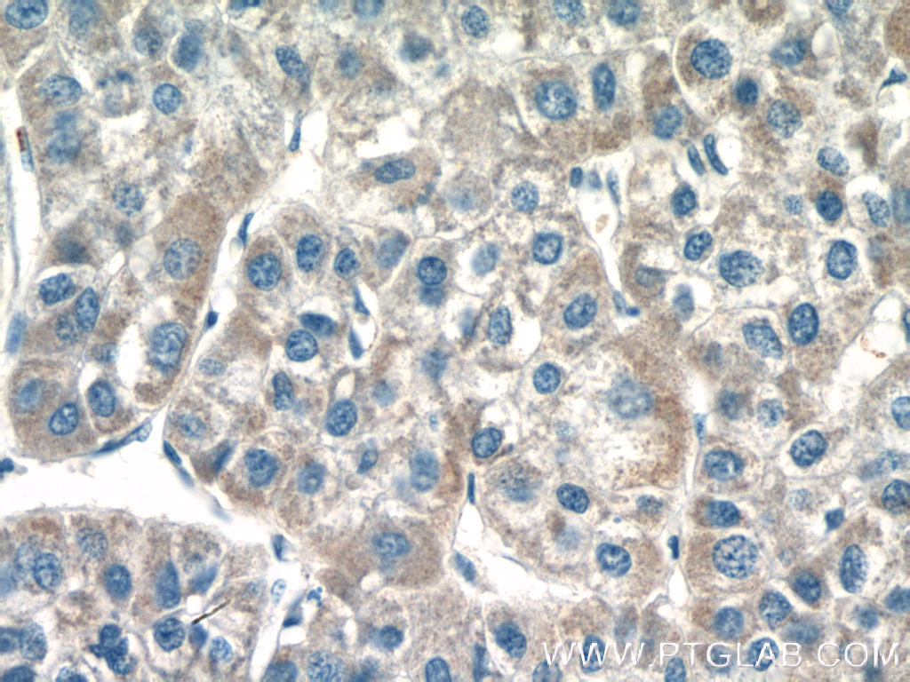 MOCS3 Polyclonal antibody