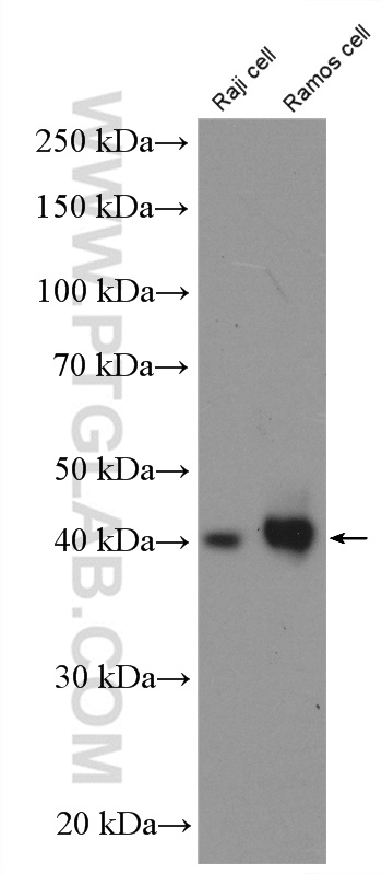 CD48 Polyclonal antibody