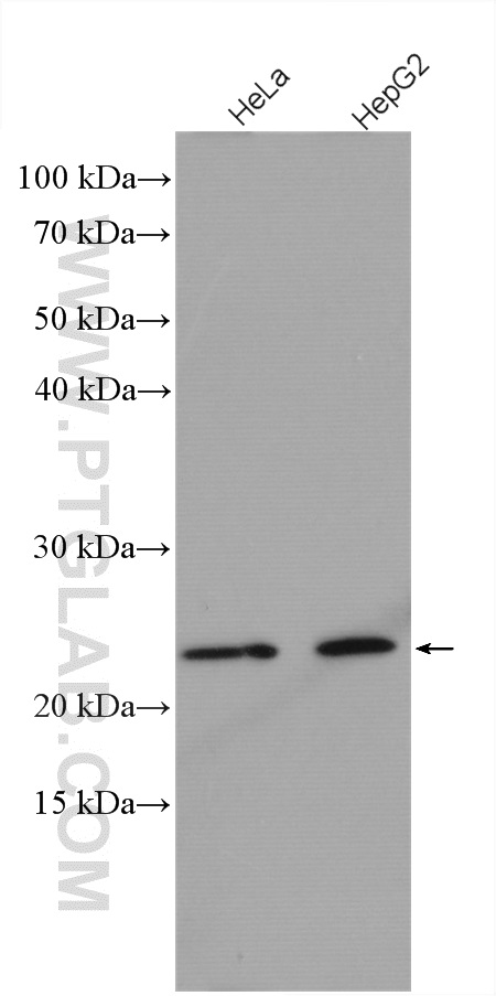 C15orf24 Polyclonal antibody