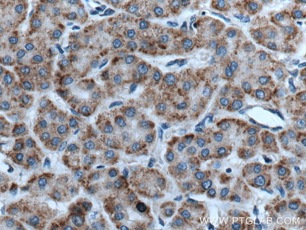 RACK1; GNB2L1 Polyclonal antibody