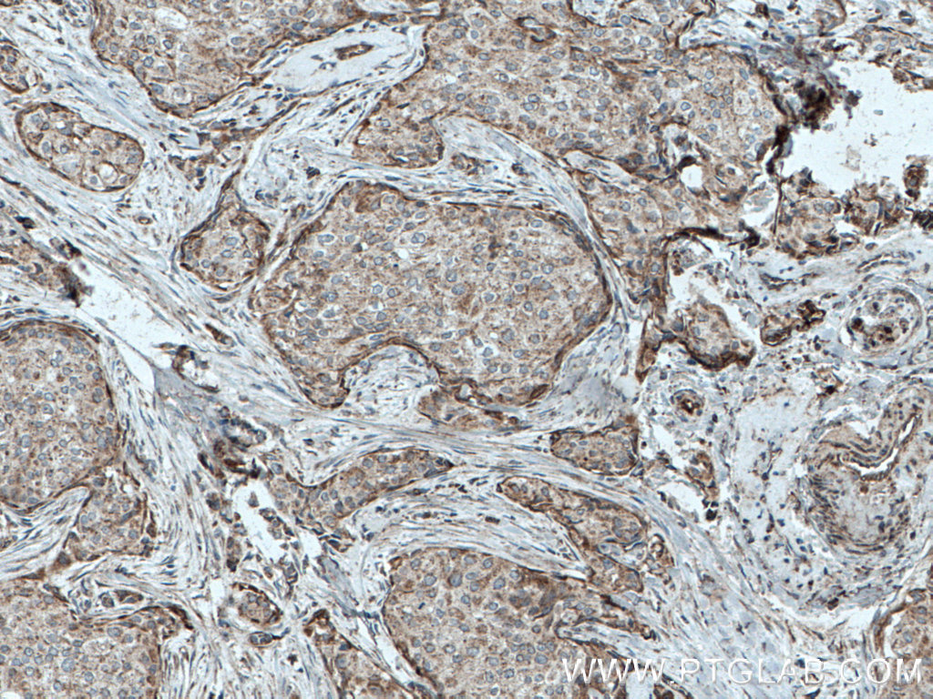 C3orf64 Polyclonal antibody