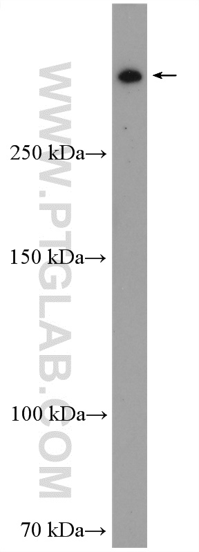 RanBP2 Polyclonal antibody
