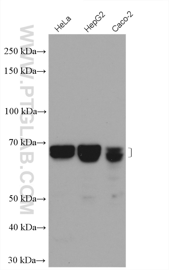 CHAF1B Polyclonal antibody