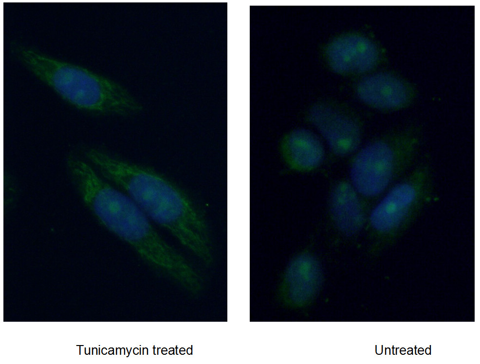 HIF3A Polyclonal antibody