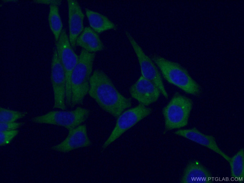 EIF3A Polyclonal antibody
