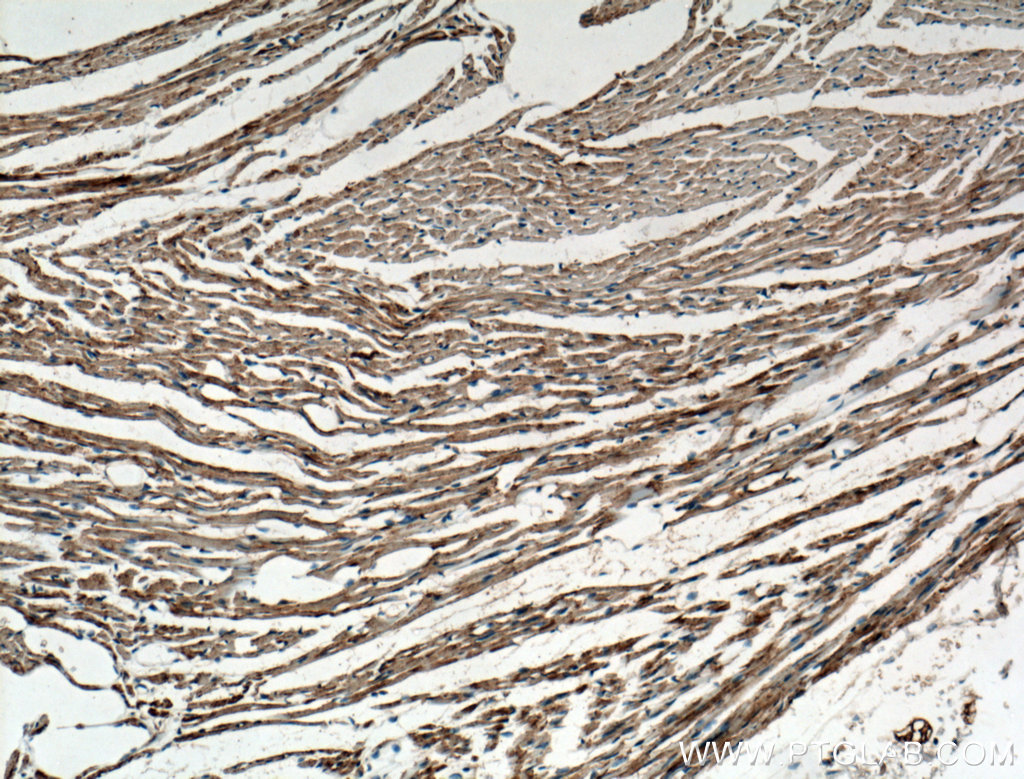 OPA1 Polyclonal antibody